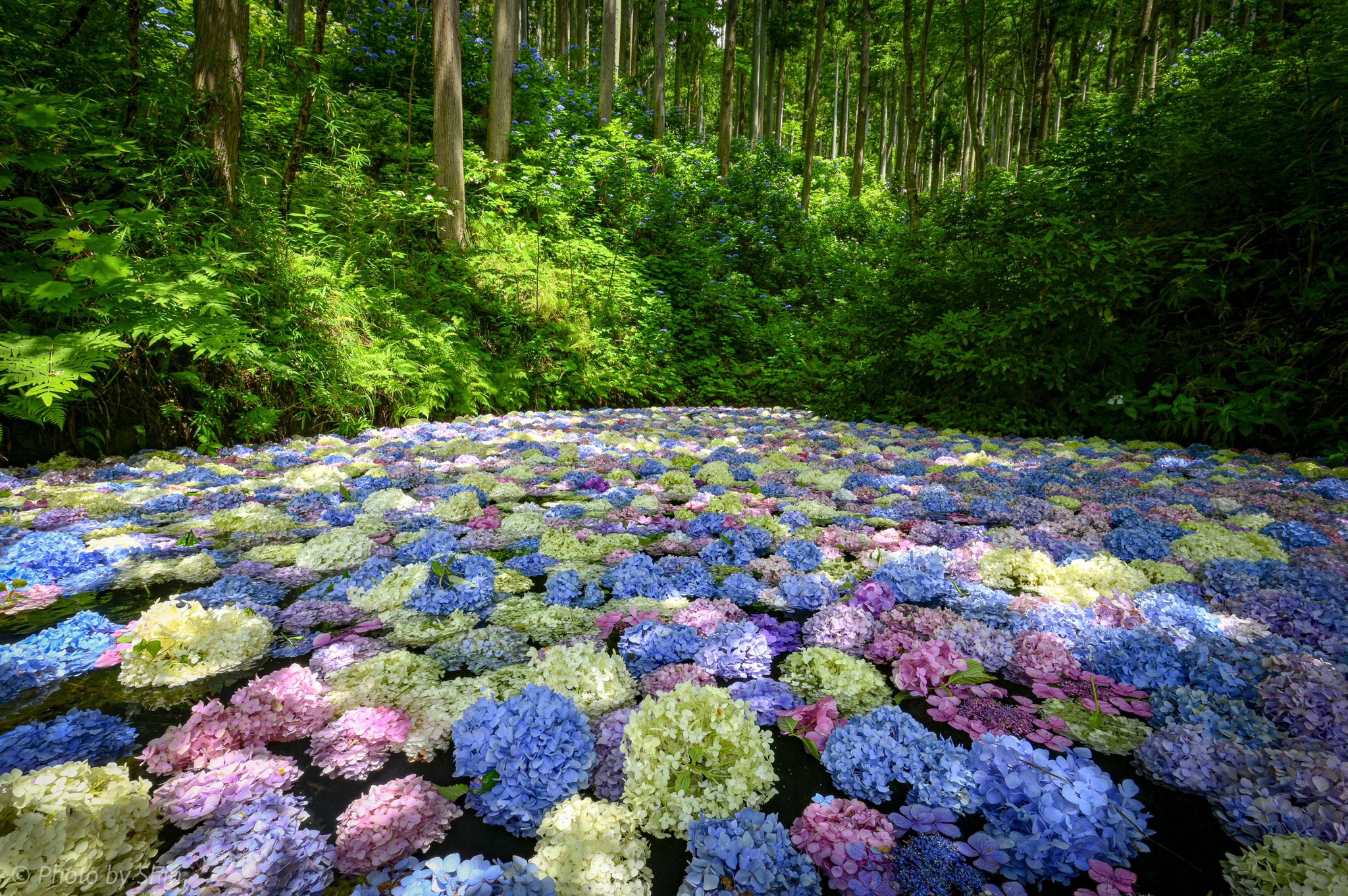 تويتر Shin 421 على تويتر 念願のあじさい池 色とりどりのあじさいが美しい Pashadelic 岩手県 Iiiwate 紫陽花 みちのくあじさい園 岩手の夏 T Co Uw9ej6p8wf