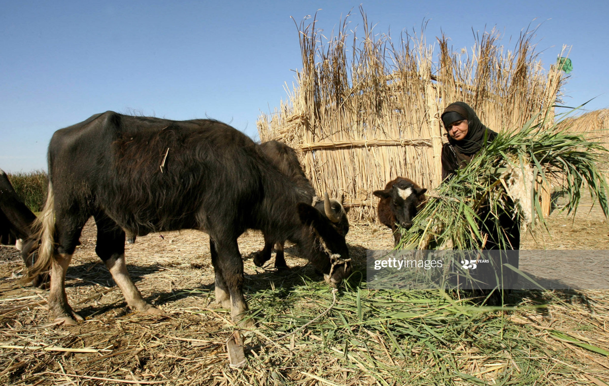 For the Marsh’s residents, they face daily economic losses. Families that rely on herding are unable to feed their water buffaloes due to the lack of nutrients in the grasses. Fishers complain that they’re unable to catch enough fish due to high water salinity that kills them.