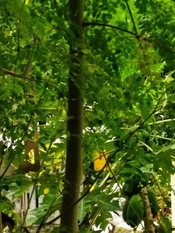 GhoshMathew's tweet photo. #ThursdayThoughts
Need to look at the idea of Forest conceptually in urban tracts, and not limit it to large virgin afforestation projects. Forests, miniForests, microForests are key to water recharge and water absorbtion.  India ExhibitionStories LondonDesignBiennale. #Forest https://t.co/bEf3o3sEsY
