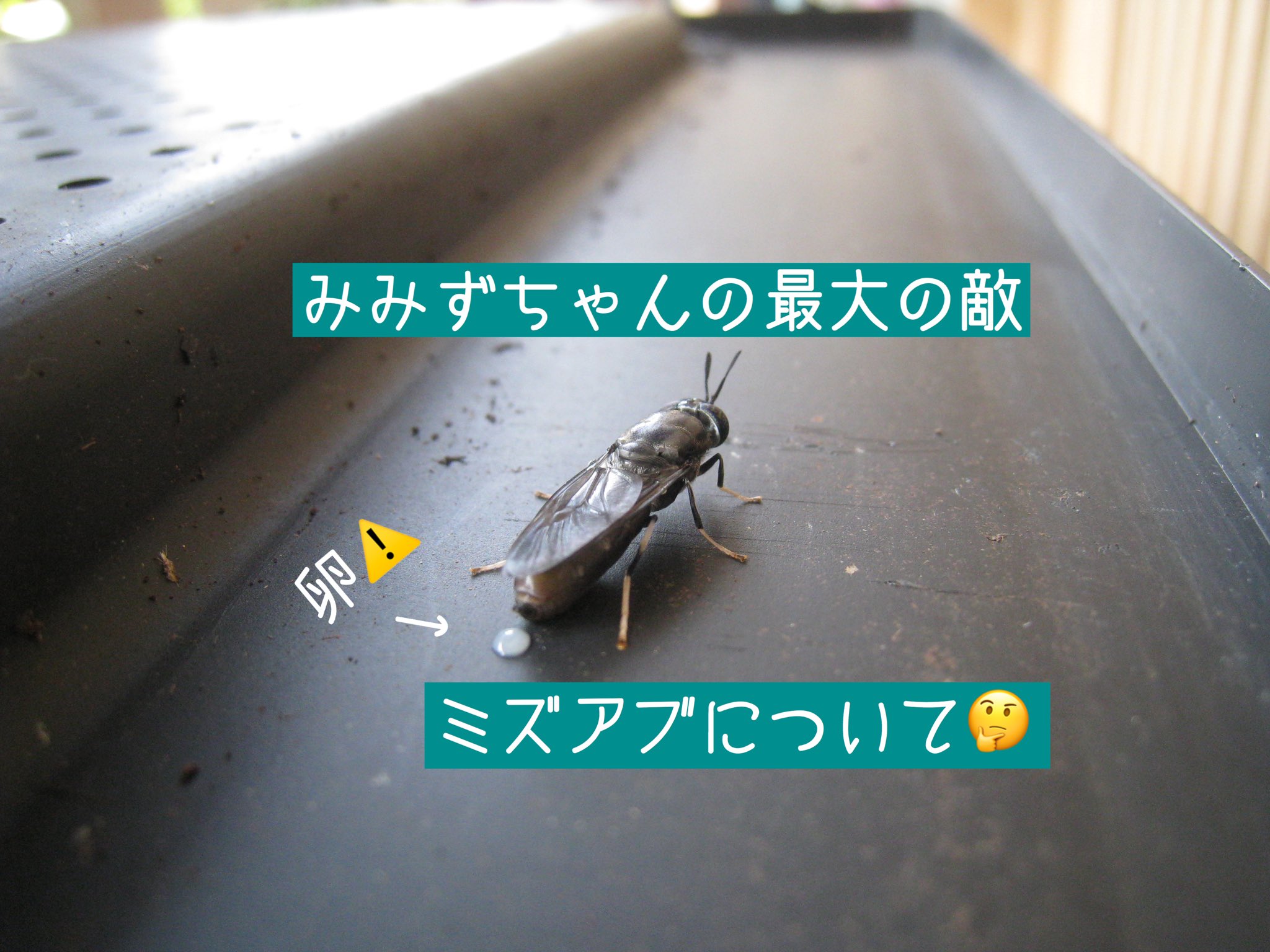 ミズリー ミズアブは主に6月 10月に発生しやすく まさに今 幼虫は腐敗物に発生して猛烈な勢いで生ごみを食べて ミミズ の土壌をヘドロ化します ミミズコンポスト挫折の1番の要因はミズアブといっても過言ではないので とにかく発生させないことが大切