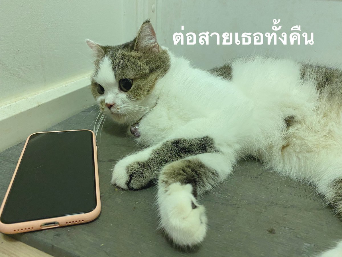 furbyfah's tweet photo. หายยยยยยยยยยยยยยยยยยยย https://t.co/Mx2w5ivag7