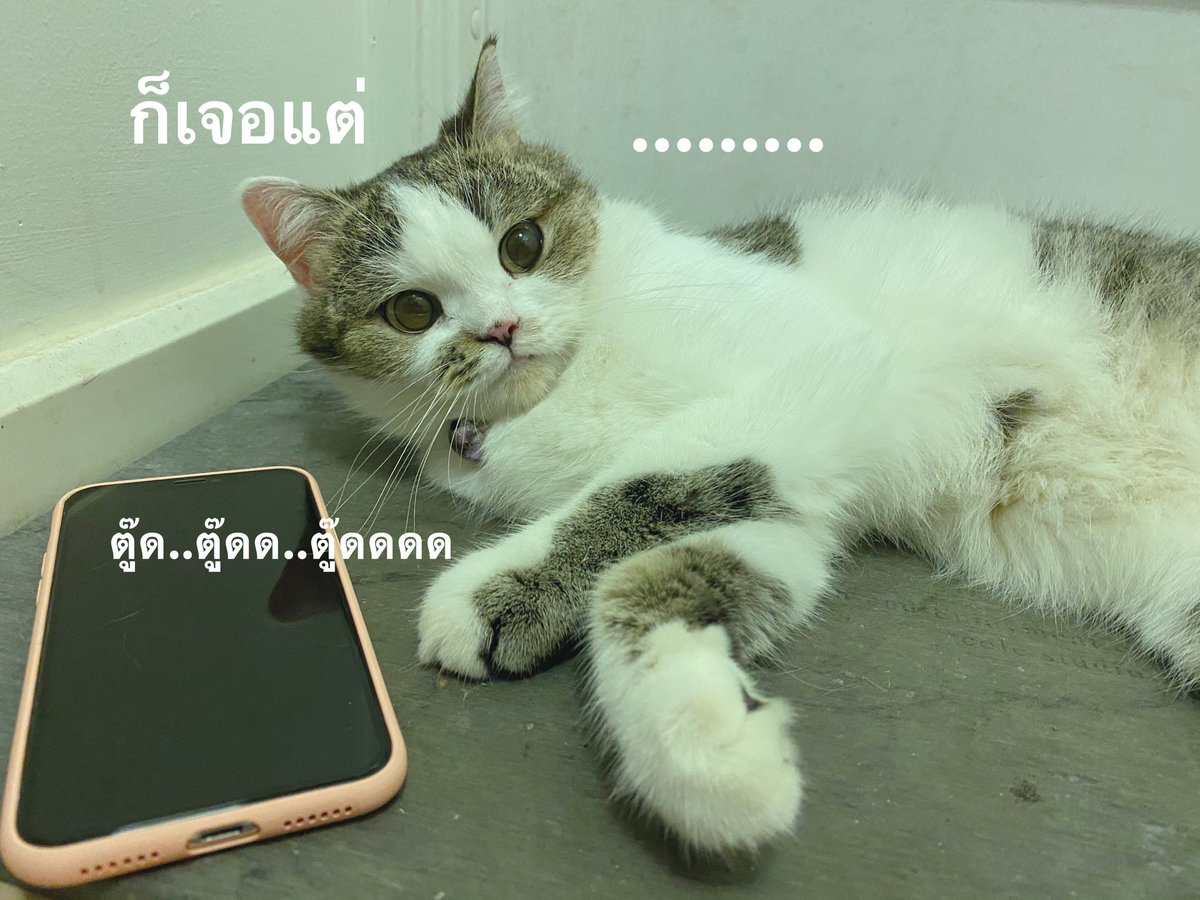 furbyfah's tweet photo. หายยยยยยยยยยยยยยยยยยยย https://t.co/Mx2w5ivag7