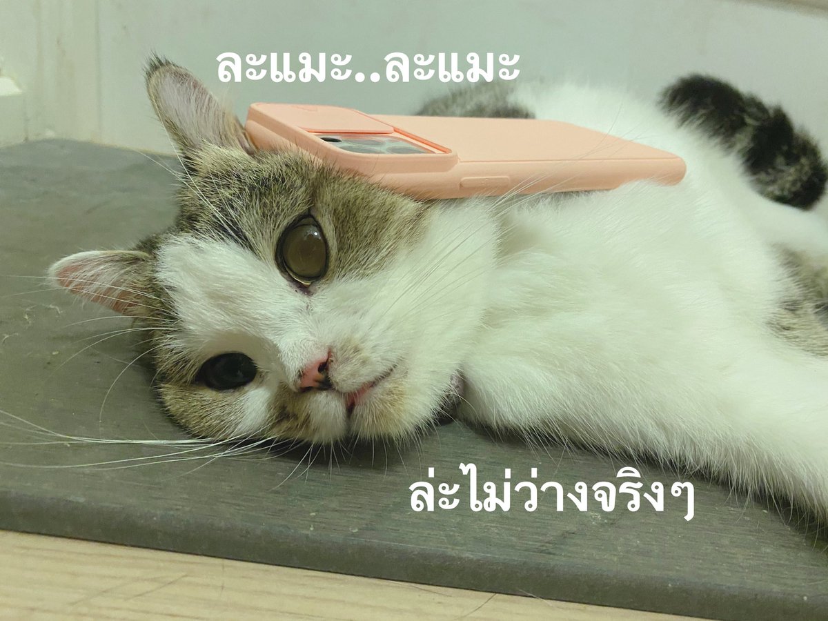 furbyfah's tweet photo. หายยยยยยยยยยยยยยยยยยยย https://t.co/Mx2w5ivag7
