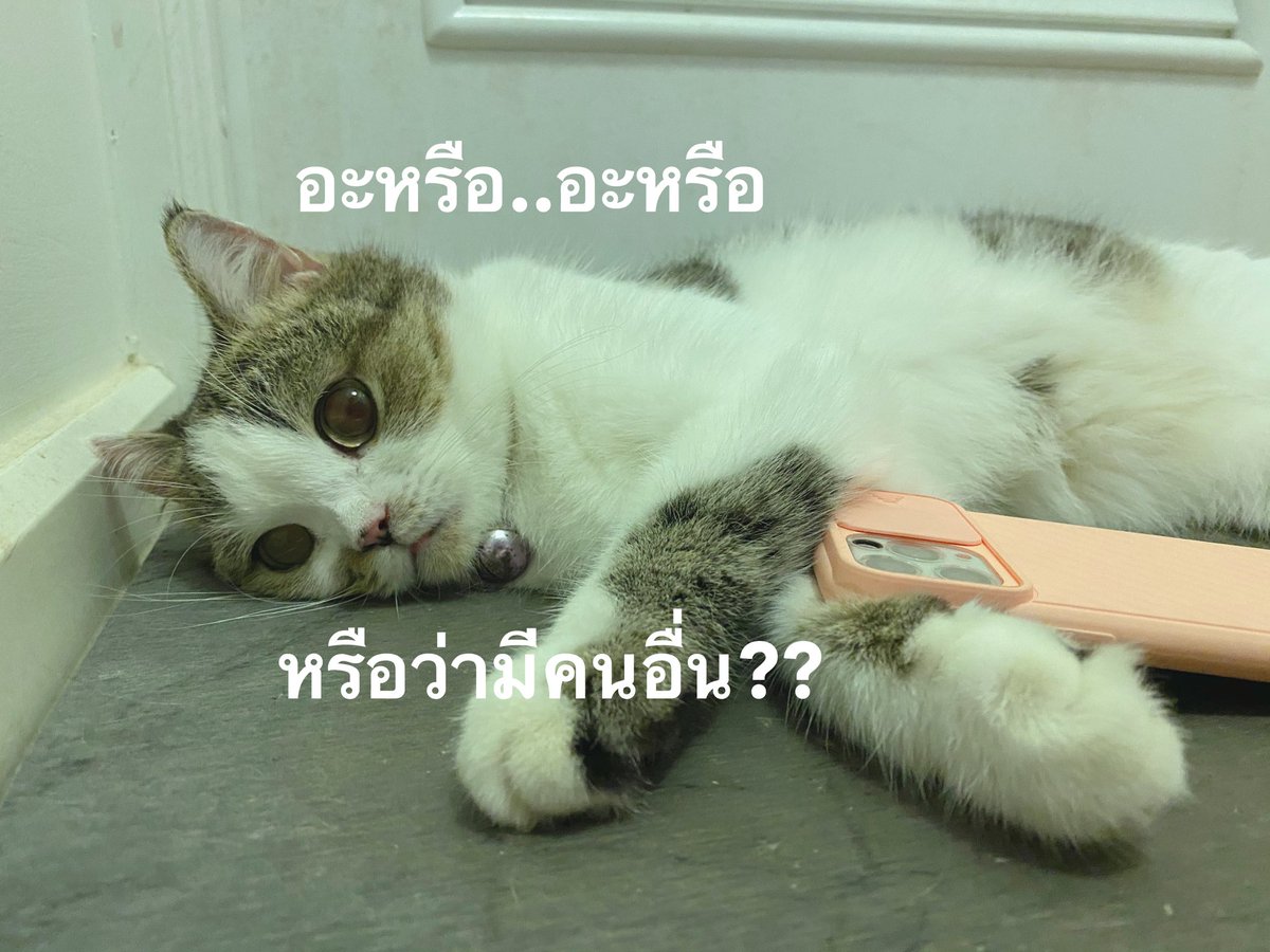 furbyfah's tweet photo. หายยยยยยยยยยยยยยยยยยยย https://t.co/Mx2w5ivag7