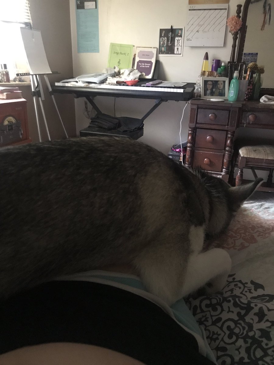 nessa_lockhart_'s tweet photo. gotta love crack head dogs https://t.co/DMzqL2CcP0
