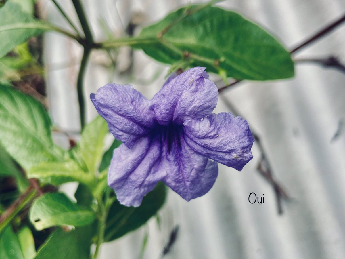 ouinokdum's tweet photo. I love purple flowers.....it’s so beautiful 😍 

Today sunny day here!

After raining last night.

Thailand in rain season ✌️

I’m watching news in China was big flooding....this year maybe here flood too...

I wish Thai peoples lucky 🍀 

#Flowers #NaturePhotography #byoui 🙎🏻‍♀️ https://t.co/A1OkyA7Wea
