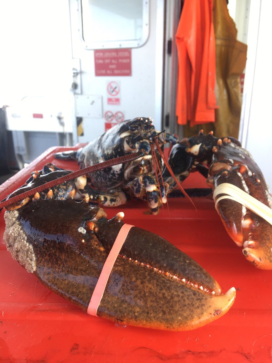 #Fish available direct from the fishbox today (Thursday), also taking orders for #lobster and #crab for pick up on Friday evening or Saturday morning. Please phone Carl Davies 07710829747 with any orders, Thank you. #WelshSeafood #porttoplate #conwy #llandudno #anglesey
