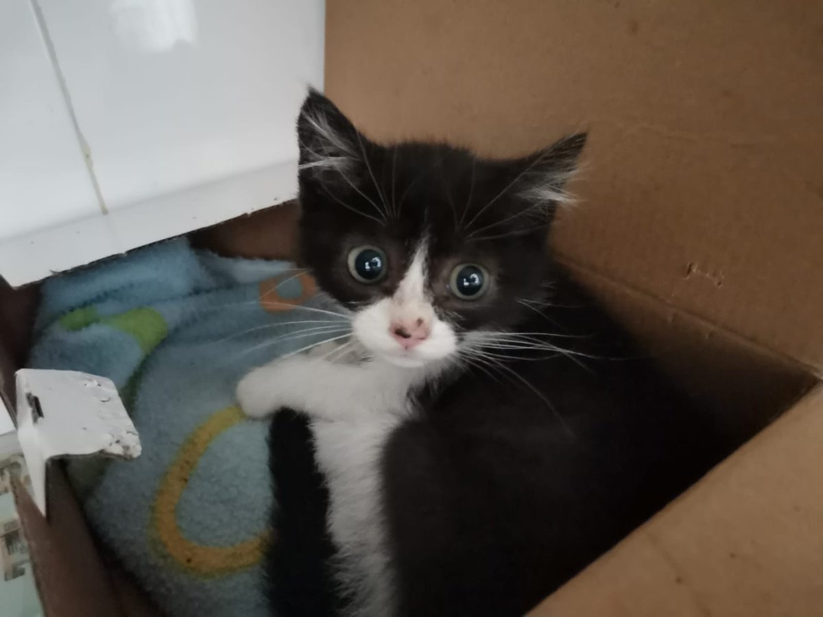 voluntacaad's tweet photo. Soc molt petitoneta i estic al Caad Penedès. Necessito mimos a una casa d'acollida fins que trobi la meva llar definitiva. M'aculls? 💖 Tel: 687088841 (escriure whatsapp)
#adopta #Penedès #Garraf #Anoia #catlovers #2millorque1 #XarxaBarcelonaAdopcions
#XarxaTarragonaAdopcions https://t.co/vnXAGwAlpb