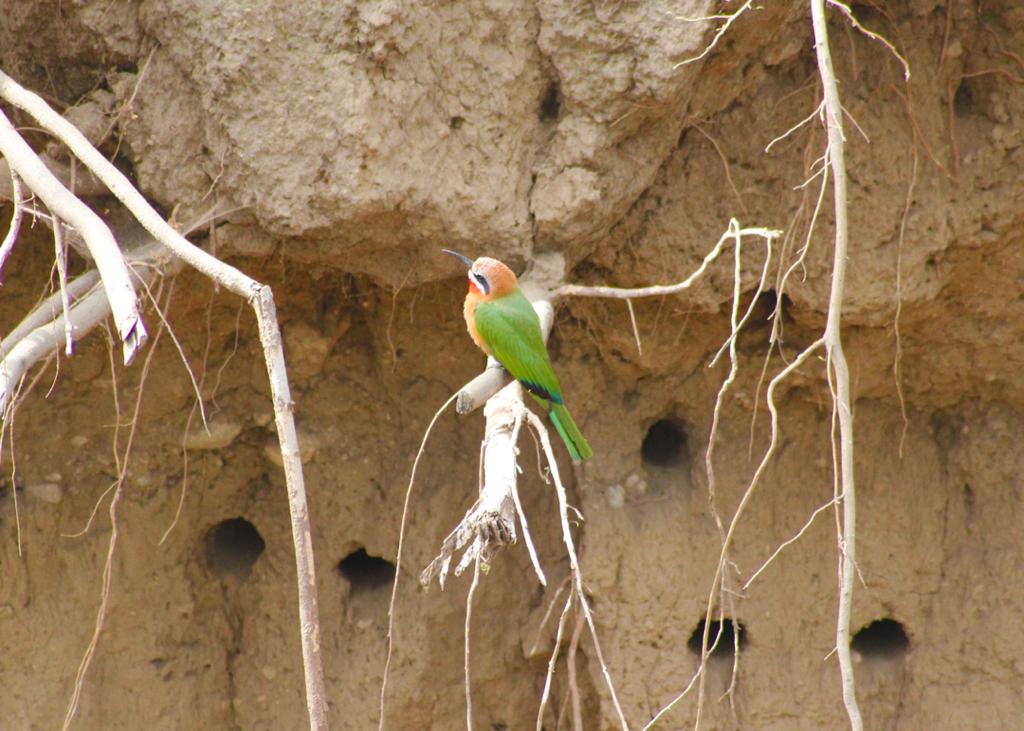 EcoMukuru's tweet photo. GAME (WILDLIFE) VIEWING  FASCINATES. The reason you are probably not fascinated by the wild animals like the birds in your backyard/garden is because you don't know the rules of the game (wildlife). A trip to Mkuru woodlands will change just that.

Students bird watching. https://t.co/5sXZ6VpgQK