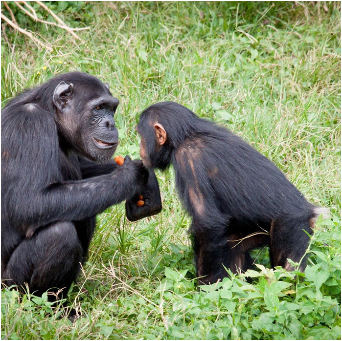 AdventuresFrena's tweet photo. Chimpanzees in Ngamba Island Uganda. To learn more about Uganda Tourism,

#livewildwiseandfree #anageofreckoning #whogrrswins #wildlifeonearth #grr #selfdetermination #mountaingorilla #primates #babygorilla #Kampala #frenaadventures https://t.co/qO280a2NE2