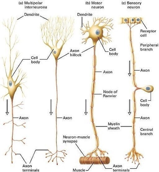 RIPTGroup's tweet photo. Different types of NEURONS.
#riptgroupofinstitutions #rcphs #rcps #pbson https://t.co/GGMc3zuZZ5