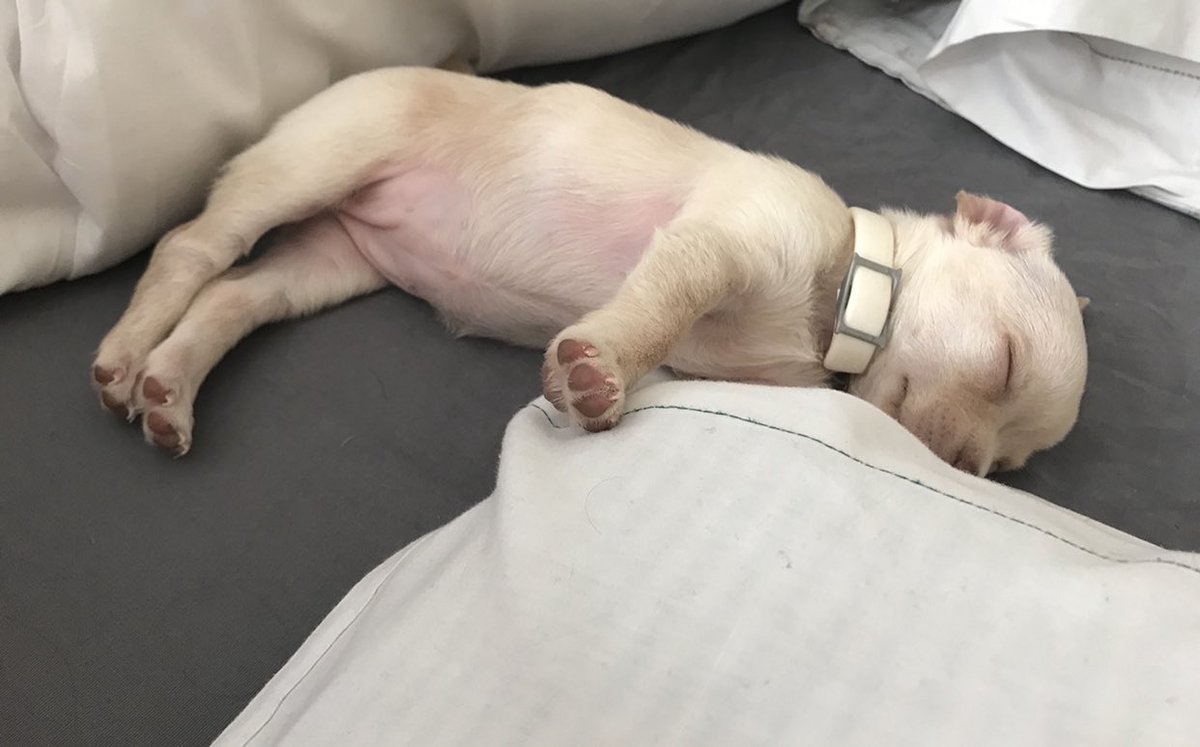 makeupyourworld's tweet photo. @bjbjonez and come on my white dog with demon eyes is cute https://t.co/r07bKIjgz1