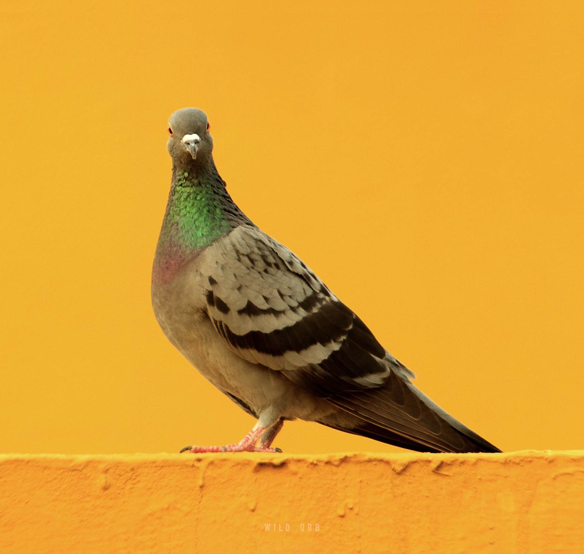 WildOrbOfficial's tweet photo. Location: Chennai, India
Photographer: Imran Ahmedh KR
Camera: Canon 5D Mark iv
Lens: Canon 70-200 f2.8 IS ii

#Pigeon #Dove #Nature #Bird #Birds #Birdlovers #Feralpigeon #Wildlife #Birdphotography #COVID19 https://t.co/UW9UWoHVre