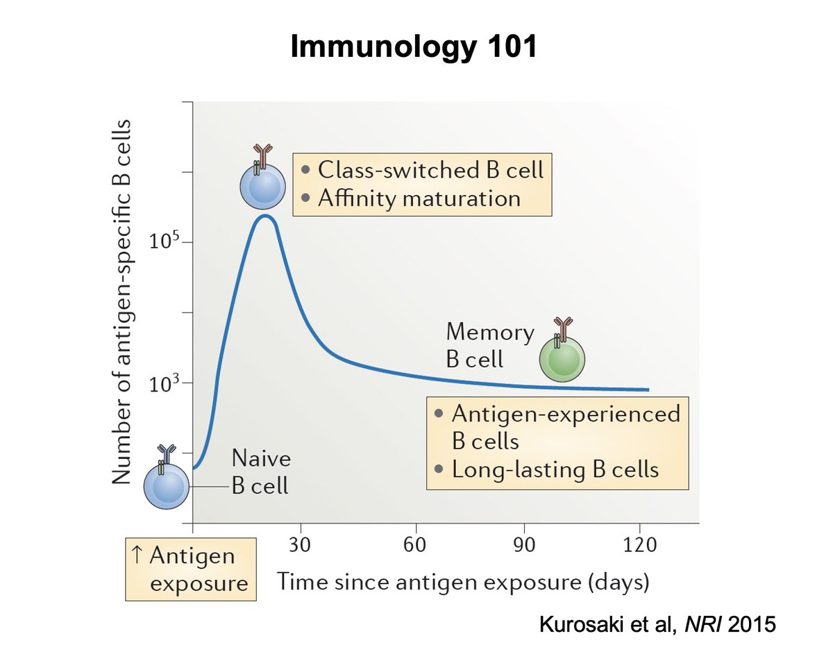 Let me be clear — antibodies declining after COVID infection is completely normal part of immunity— antibodies against any former infection are not gone forever - its “recipe” for building specific antibodies are archived in MEMORY B CELLS of your body for retrieval later.   https://twitter.com/apoorva_nyc/status/1286042335755808768