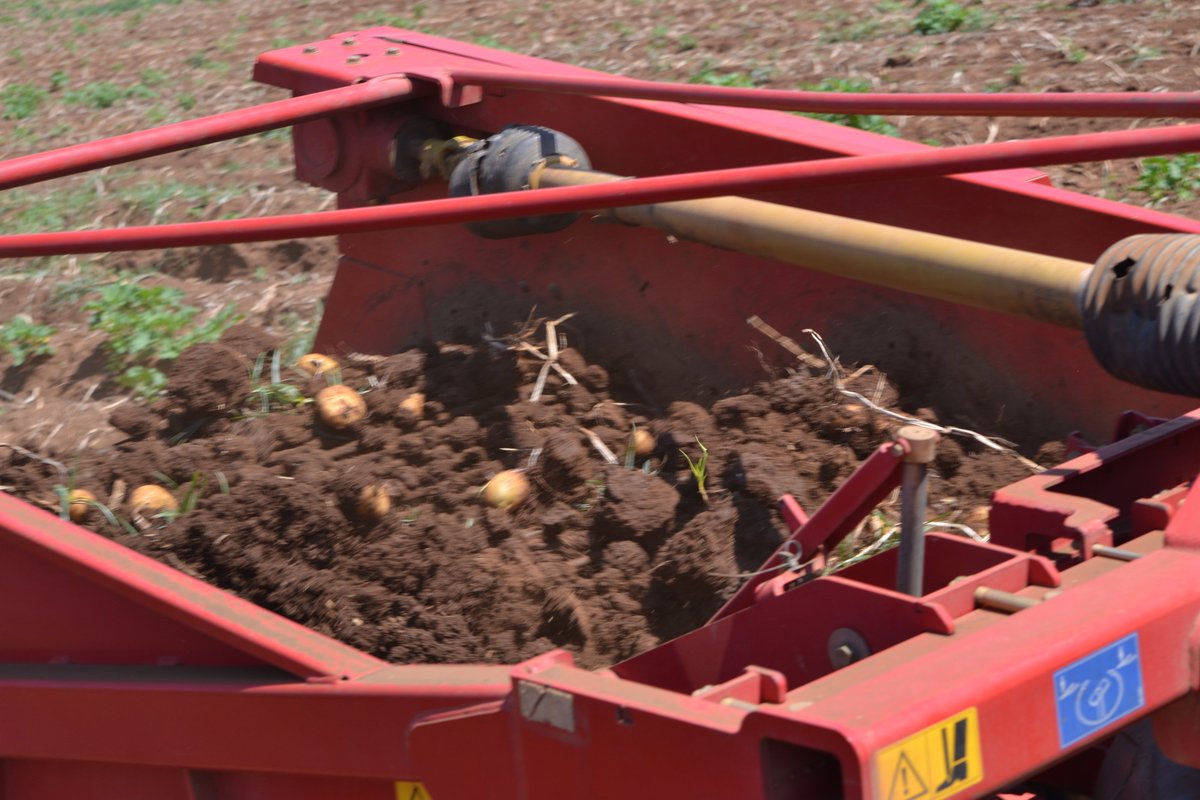 Buya_Bamba's tweet photo. #ThankfulThursday - A BIG Shout out to our Local ZAMBIAN Farmers & farmworkers who continue to work diligently for us during this time.
#buyabamba #zambia #agriculture #potatoes #farmers #BuyLocal #gratitude #SupportYourLocalEconomy #staysafe #socialdistance #covid19zam #Covid19 https://t.co/EXWHsN0j3T