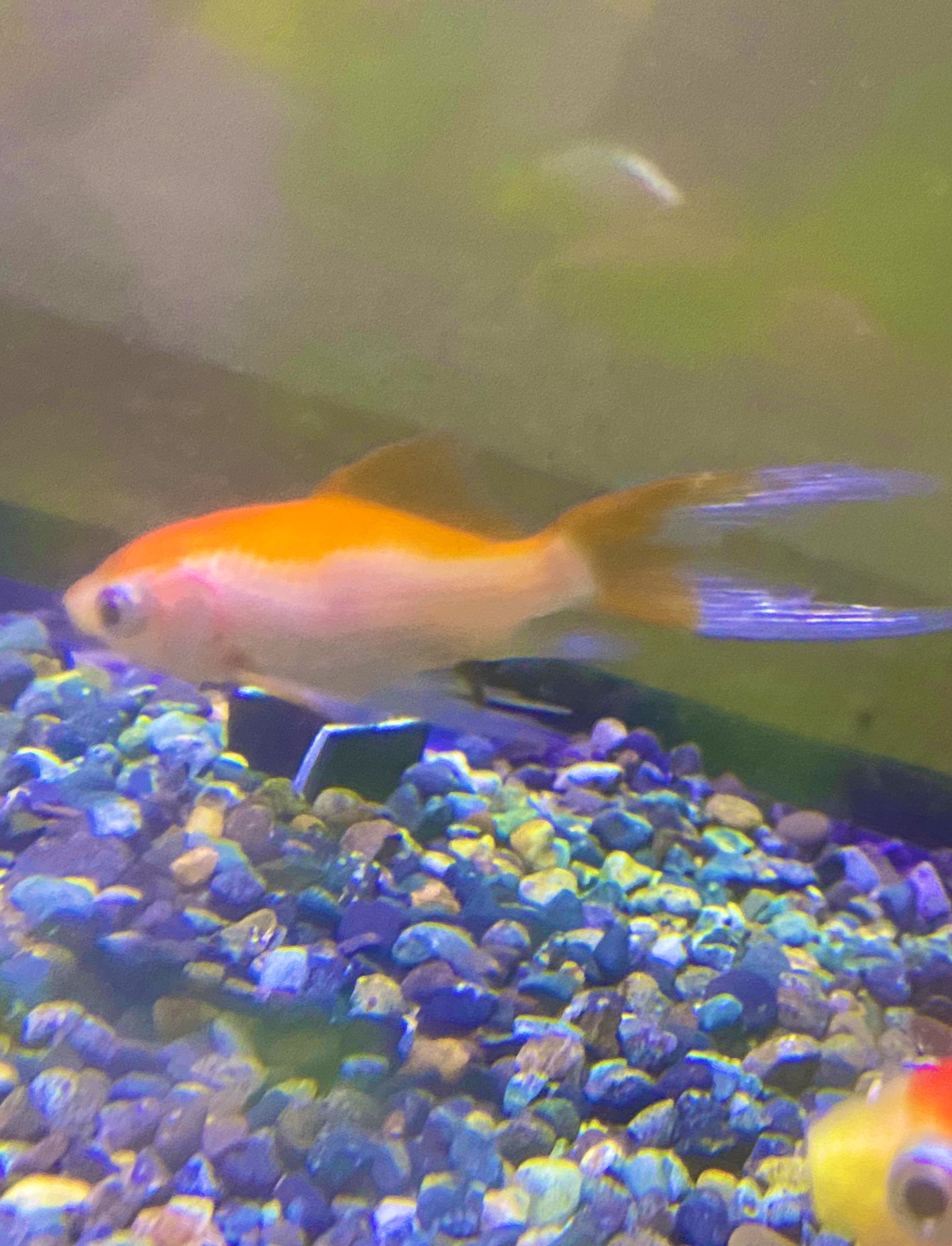 庄内金魚 Twitter Search Twitter