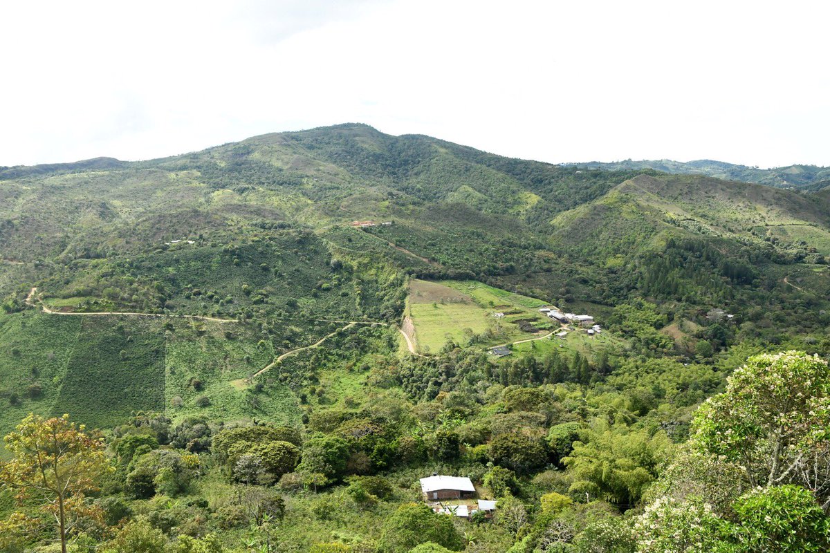مع هذا #الصباح يطل علينا مزارعي #كولومبيا بلقطات من المزرعة ومحطة المعالجة للمحصول القادم حيث ان المزارع في كولومبيا تنتج محصول يسمى "Principle" وبعض المناطق تنتج مزارعها محصول اخر يسمى "Mitaca"