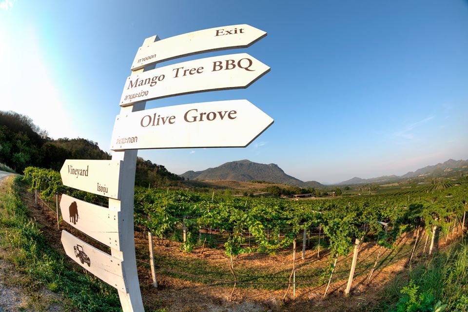fanclubthailand's tweet photo. On your next visit to Thailand you should visit Monsoon Valley Vineyards. The quality of Thai wines often surprises tourists &amp; with a scenic setting &amp; an excellent restaurant, this is a hidden gems of Hua Hin. #amazingthailand @MonsoonValleyUK #winelovers 
https://t.co/SYCUnNKY7b https://t.co/MKO8wwgSp0
