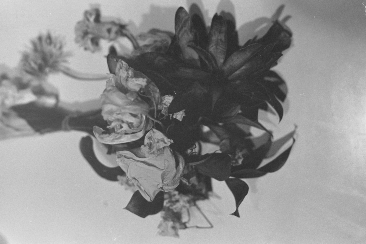 imotech72's tweet photo. 花(2008)
#film  #minolta #minoltaxg #bnw_shotz #bnw_focus_on #bnw_greatshots #bnw_greatshot #bnwshots  #bnwframing #jp_gallery_bnw #モノクロの世界 #モノクロ写真 https://t.co/047G43UkjN