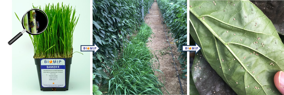 biomip_sl's tweet photo. Se aproxima la introducción de las plantas reservorio en los cultivos protegidos para aumentar las poblaciones de parasitoides de Pulgón.

Anticípate al Pulgón, con nuestras plantas bankers y parasitoides.

#controlbiologico #bankerR #biomip #pulgon #aphidius https://t.co/fSxAOYQ4bk