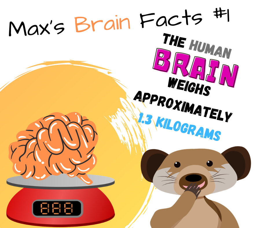 SeymoreMax's tweet photo. Get to know your brain #eyebraingym https://t.co/EWEMd1O7VO