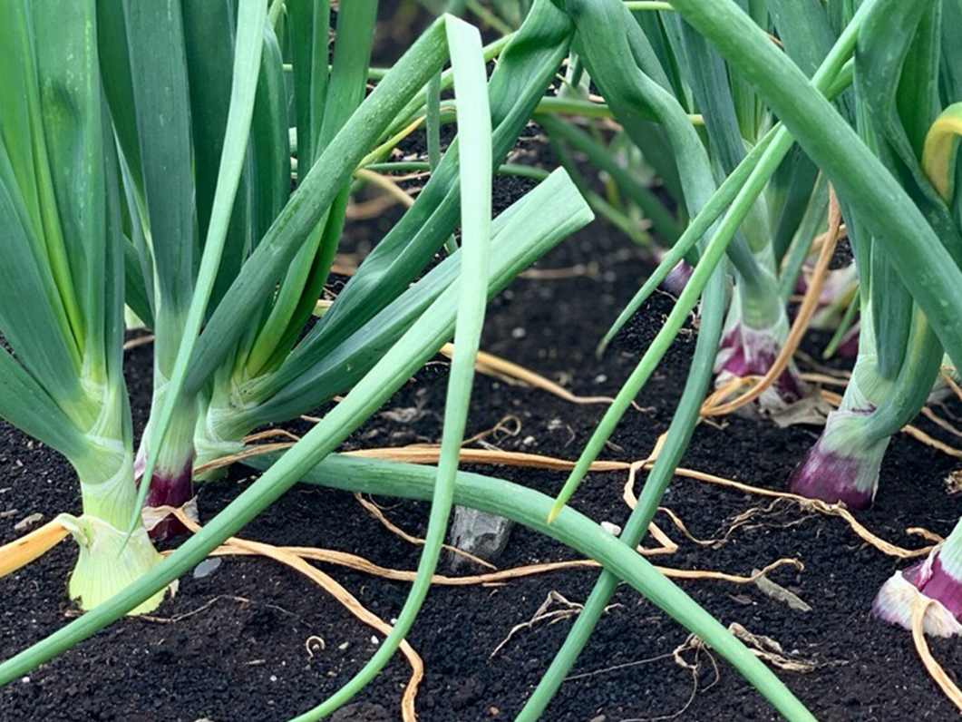 Summer has been good for onion demand and the market! Catch all the latest updates here: onionbusiness.com/market-and-cro… #onion #onionbiz #market #crop #agriculture #stillfarming