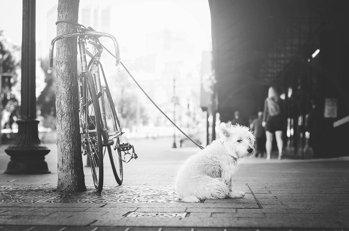 What's the difference between a stolen bicycle and a stolen dog? Bicycle theft is recognised as an offence in itself, dog theft is not. It's no joke! Please SIGN and RT this NEW #PetTheftReform petition if you think #PetTheft should be a specific offence 🐾petition.parliament.uk/petitions/3000…