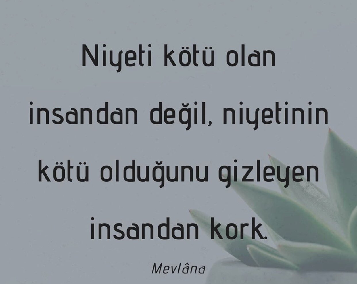 Twitter 上的 TÜLAY SAYILI🇹🇷：