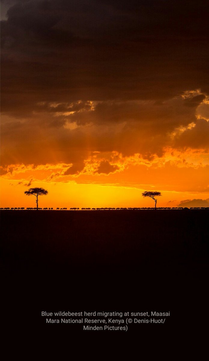 DID you CHECK yesterday's <a href="/bing/">Bing</a> DAILY image? THIS 👇👇was IT!!! Wildebeest HERD migrating at SUNSET in #MaasaiMara, Kenya.
#WhyILoveKenya 🇰🇪🇰🇪🇰🇪
#ThisIsMyKenya 🇰🇪🇰🇪🇰🇪
#TembeaKenya 🇰🇪🇰🇪🇰🇪
#NajivuniaKuwaMkenya 🇰🇪🇰🇪🇰🇪