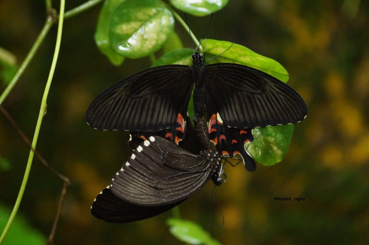 raghavendraagni's tweet photo. Butterflies
#butterflies 
#ButterflyDays 
#ButterflyCount 
#indianbutterflies 
#wildlifephotography 
#wildearth 
#wildlife 
#Wildkarnataka 
#TwitterNatureCommunity 
#NatureLover 
#nature 
#savebutterflies 
#NaturePhotography 
#myclick_raghu 
#Sony 
#SonyAlpha 
#mangalore https://t.co/rsesC4ZFHS
