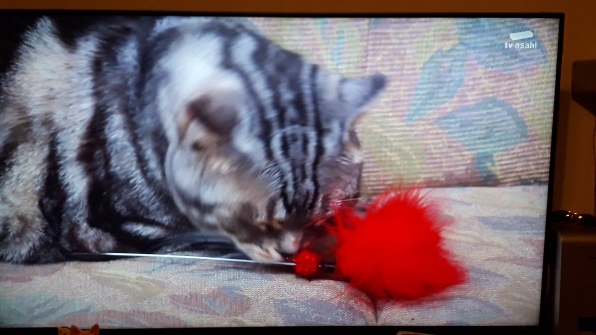 年7月23日 警視庁 捜査一課長で ビビ が話題に トレンドアットtv 年7月23日 警視庁 捜査一課長で ビビ が話題に トレンドアットtv