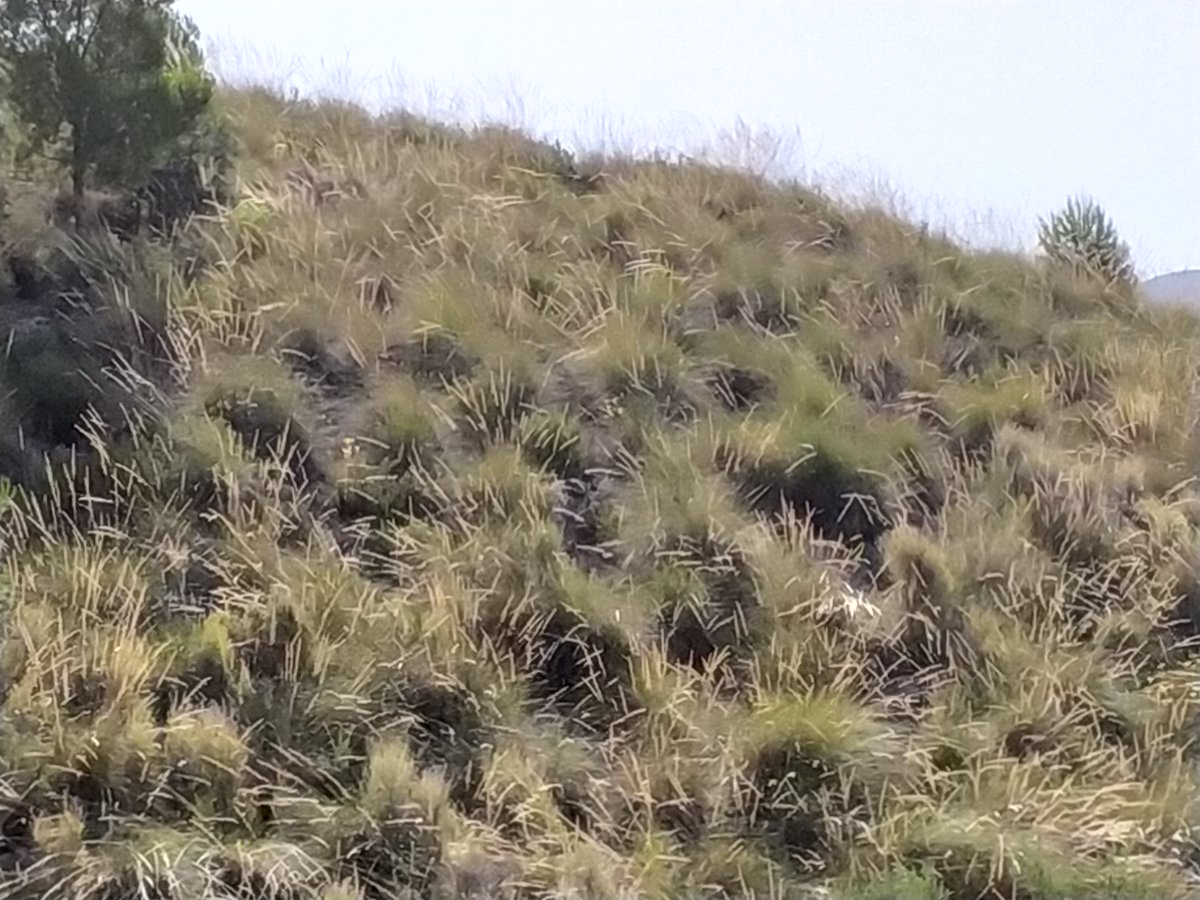 RedNNoroesteMur's tweet photo. El #Esparto (Stipa tenacissima) ha sido durante muchos años uno de los #MotoresEconómicos de la #ComarcaDelNoroeste 🌄
😃 Gracias a él se hacen multitud de objetos que los lugareños usaban en sus tareas cotidianas como #sandalias, #cestos, #cuerdas, #esterillas... 😍 https://t.co/nYYUQrjbqU