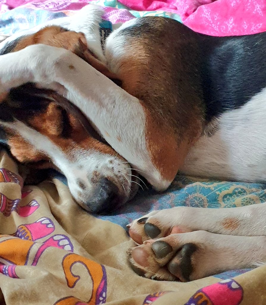 makeitpainless8's tweet photo. You ok hun? 😂 #grumpybeagle https://t.co/lHtzHxuhB5