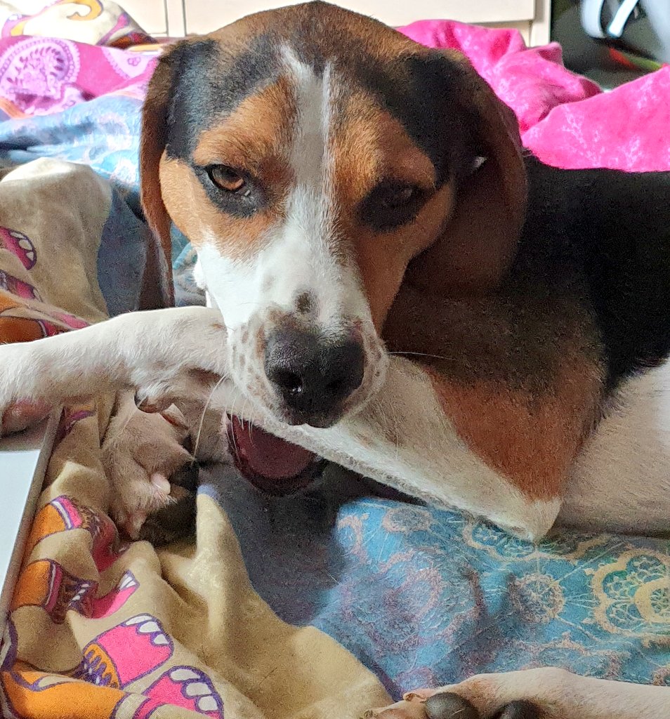makeitpainless8's tweet photo. You ok hun? 😂 #grumpybeagle https://t.co/lHtzHxuhB5