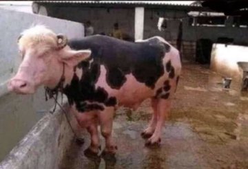 #بضبط_اموري_وبجي_اخطبك

بسألكم هذي الي تنتج حليب فراوله ؟