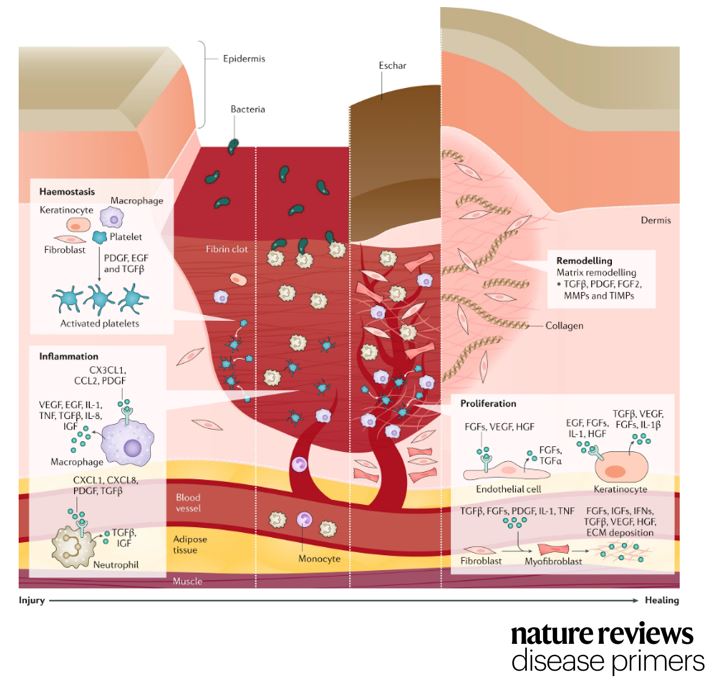 Wound Healing Steps