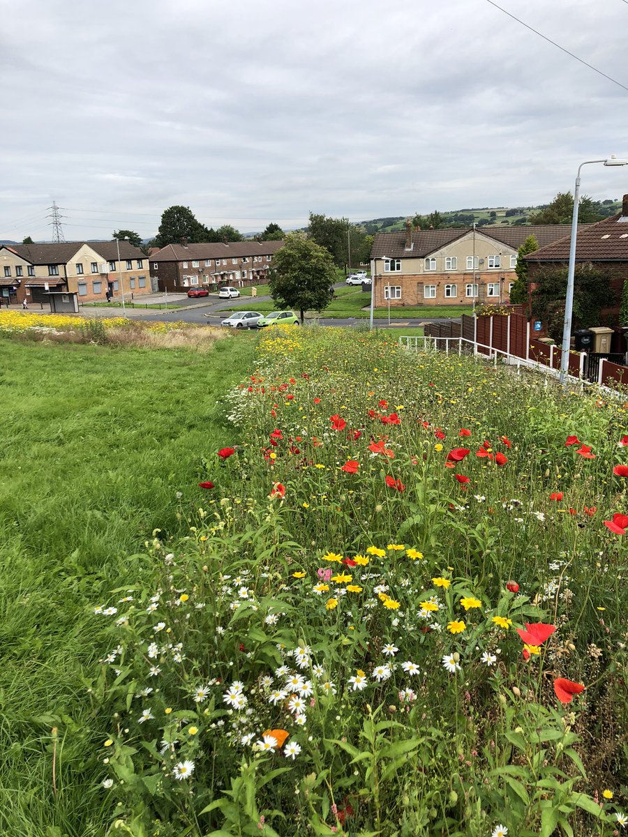 CottamTony's tweet photo. Loving this #wildflower colour on our @boltonathome estates. Bringing some much needed colour #Mindfulness #nature #GardenersWorld #gardening https://t.co/oAJCBu6JYt