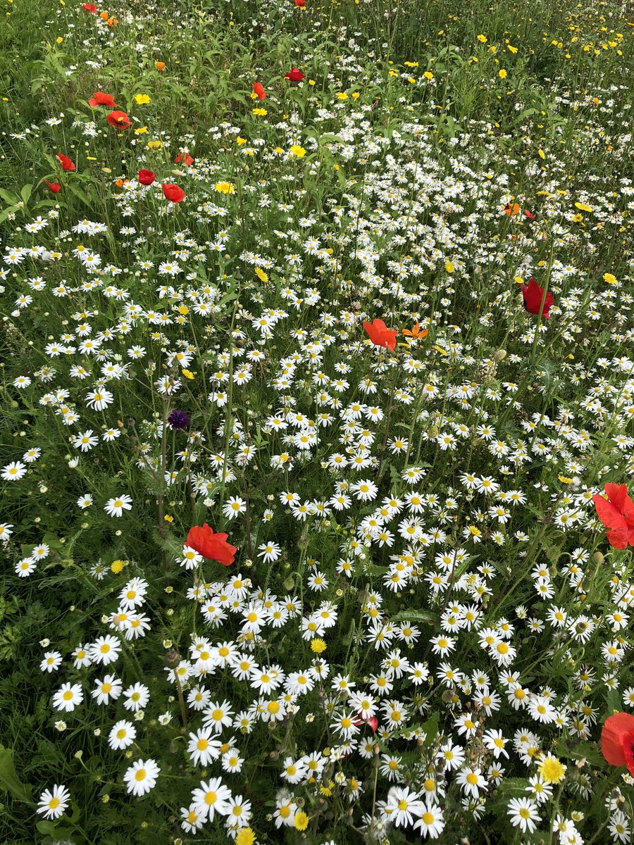 CottamTony's tweet photo. Loving this #wildflower colour on our @boltonathome estates. Bringing some much needed colour #Mindfulness #nature #GardenersWorld #gardening https://t.co/oAJCBu6JYt