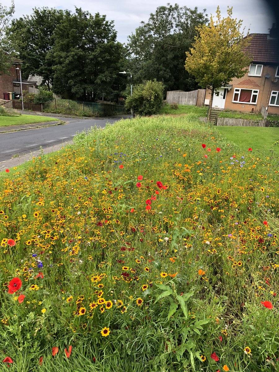 CottamTony's tweet photo. Loving this #wildflower colour on our @boltonathome estates. Bringing some much needed colour #Mindfulness #nature #GardenersWorld #gardening https://t.co/oAJCBu6JYt