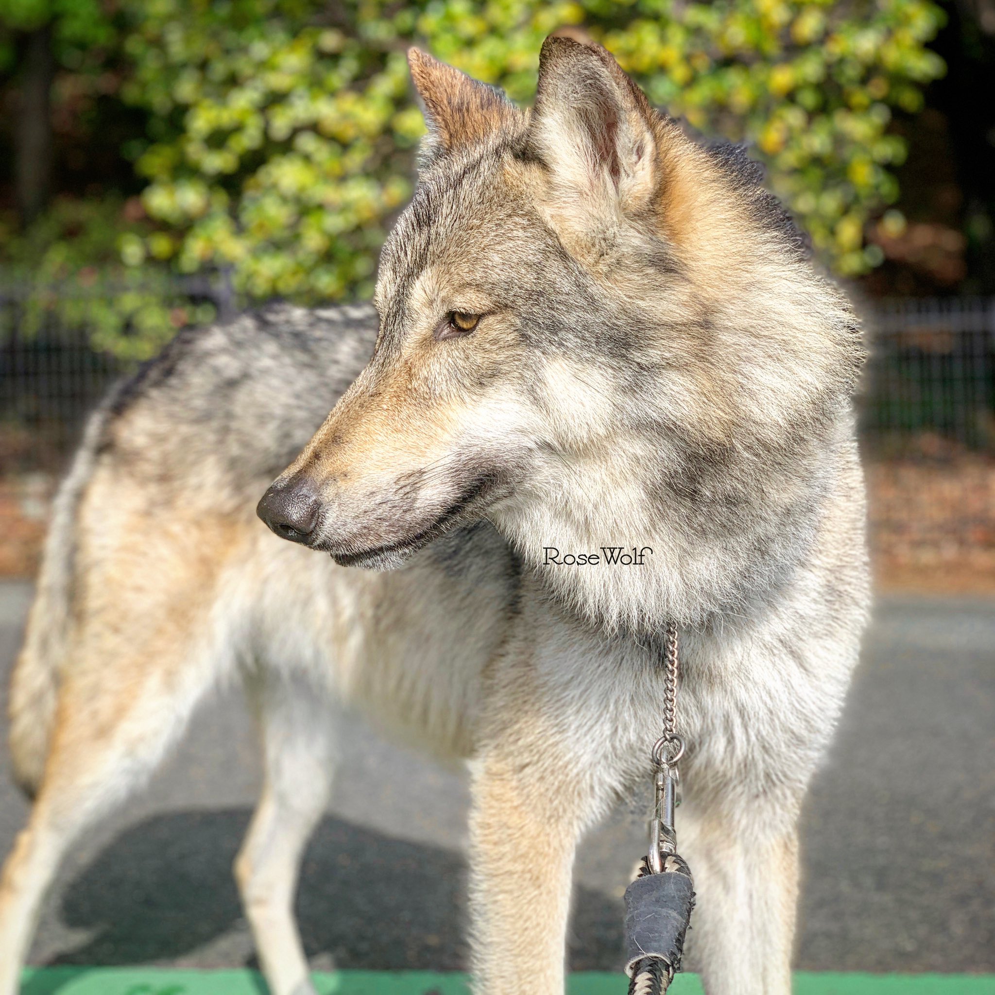 ローズウルフ ハイコンテンツ ウルフドッグのブーリ君 大きくて脚が長くモデルのよう 体高90cm弱 ウルフドッグでは世界 最大レベルの大きさ 他の個体と比べてもブーリは相当長い 背が高いのは飼い主に似たのかな 狼犬 オオカミ犬 T