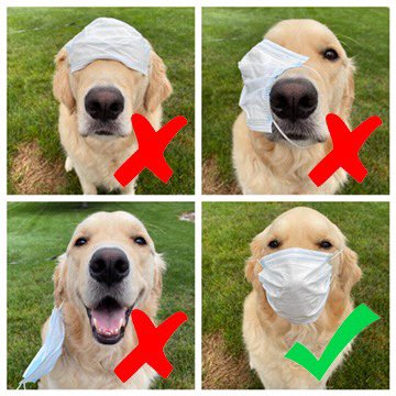 Public Serive Announcement from me, Walter - Wear your mask the right way!  I show you...  
#PSA #howtowearamask #GRC #DogsofTwittter #dogcelebration