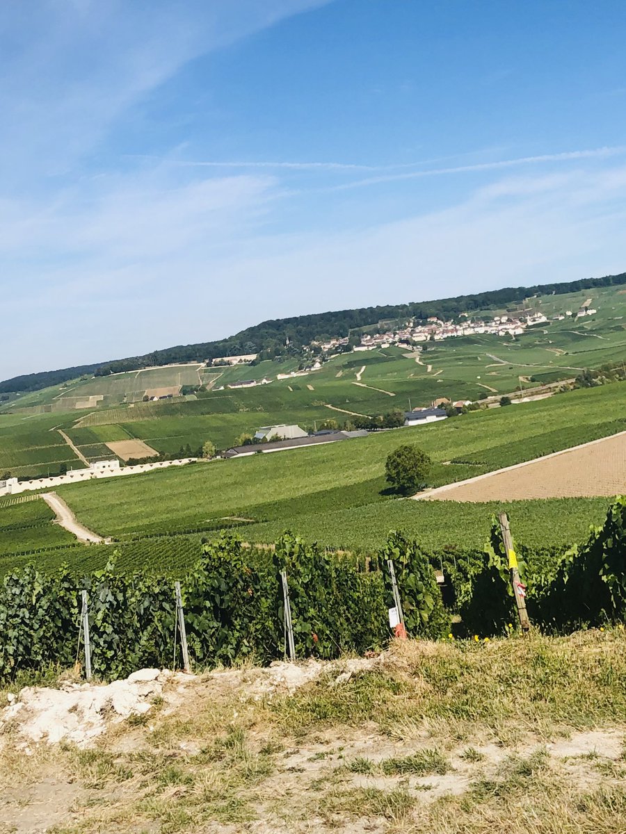 EmmanuelLagler's tweet photo. Mon #jeudiphoto en direct de notre magnifique vignoble champenois 👍☀️#Mutigny #Champillon #Hautvillers
@JeudiPhoto @EpernayTourisme @villeepernay @LeBallonEpernay @regiongrandest @ReimsGoodNews @ReimsTourisme https://t.co/AlPADEdcR7