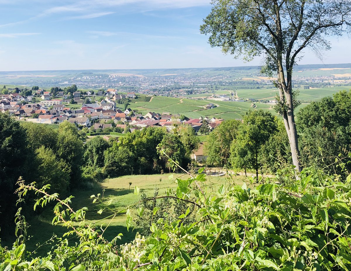 EmmanuelLagler's tweet photo. Mon #jeudiphoto en direct de notre magnifique vignoble champenois 👍☀️#Mutigny #Champillon #Hautvillers
@JeudiPhoto @EpernayTourisme @villeepernay @LeBallonEpernay @regiongrandest @ReimsGoodNews @ReimsTourisme https://t.co/AlPADEdcR7