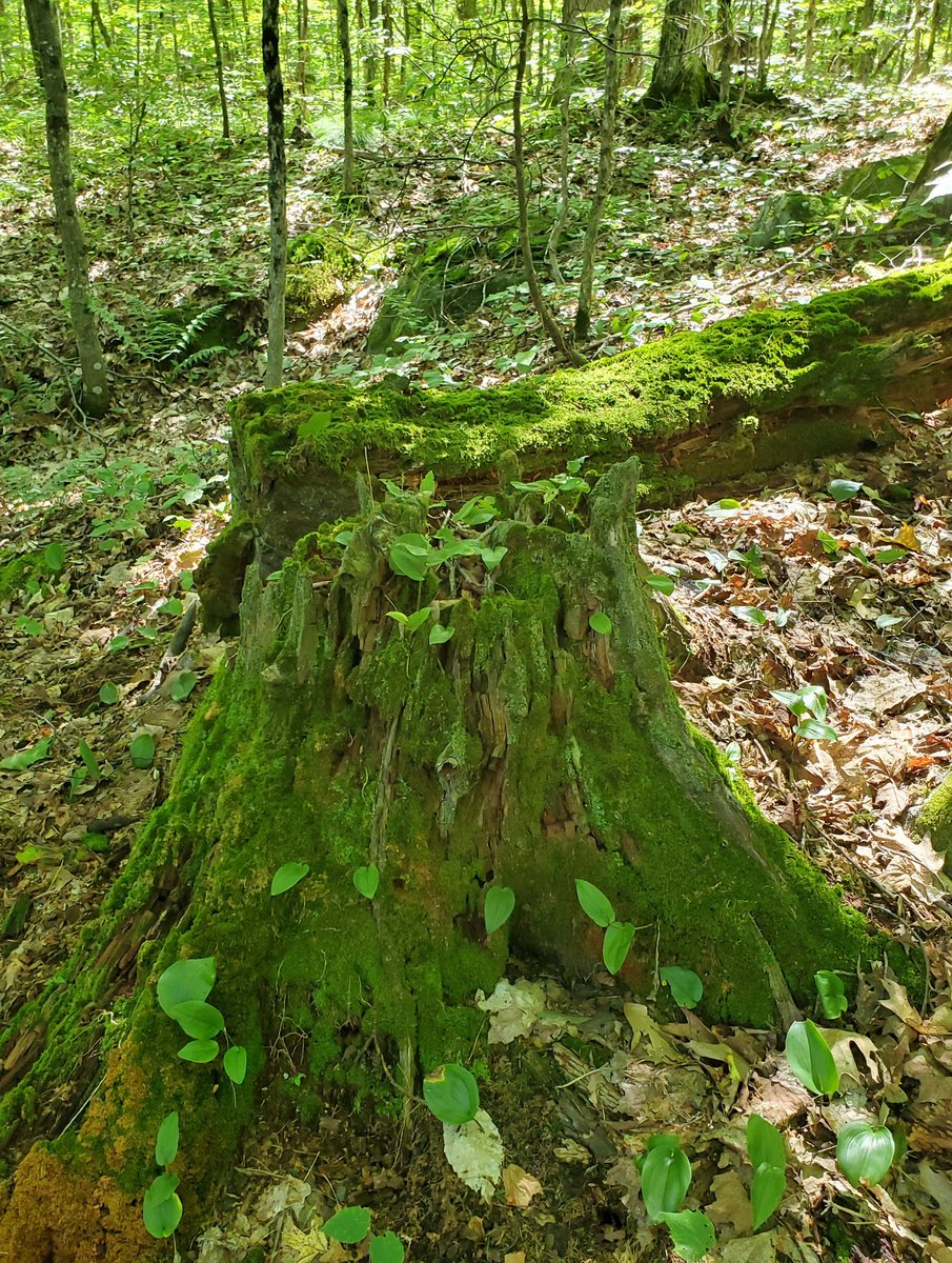 Forestwalk's tweet photo. Yes, it's truly this green in the forest...no filters! Gotta love that tree stump....nature's artwork! 
#TwitterNatureCommunity #wood_n_rocks #NaturePhotography  #insidemyphotographyworld #Womeninwood   #ThruMyEyesPhoto  #ontarionature  #forests_ontario  #naturecanada_ https://t.co/SlniZ4foCG
