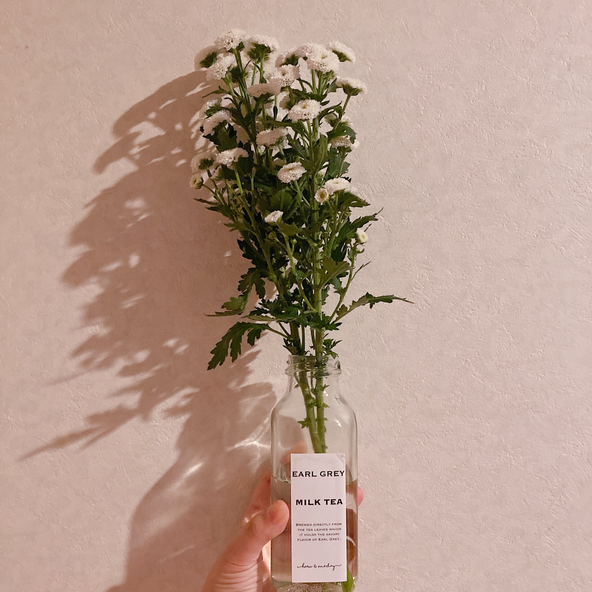 ひ ぴ 久しぶり 今回の花 スプレーマムのカリメロ って種類 キク科なのに葉っぱがミントみたいな匂いして良い ちっちゃい花いっぱいついてて可愛いよ もうちょい短くしよっかなぁ T Co 4bo8u2vnso Twitter