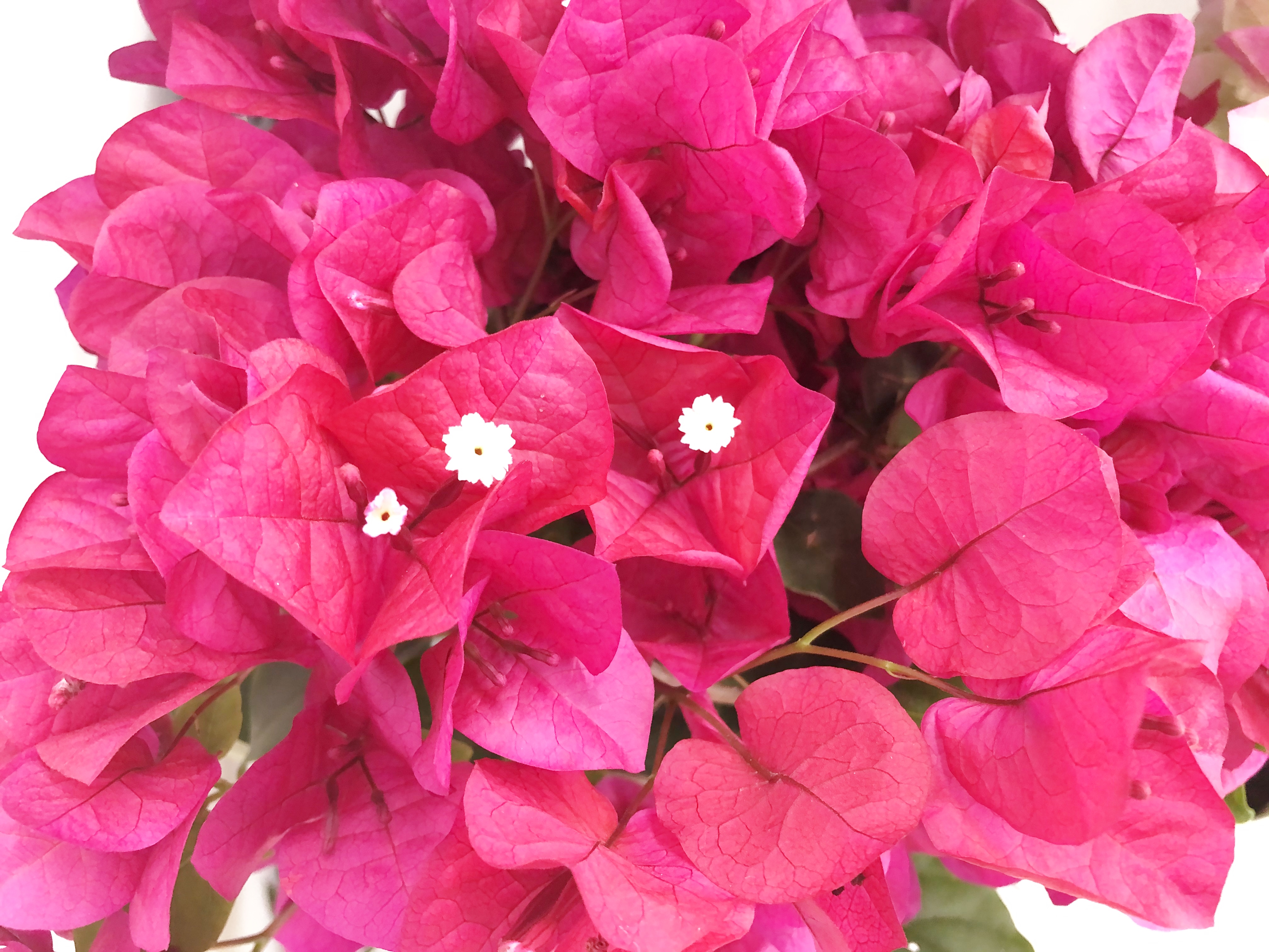 花 今日の誕生花 ブーゲンビリア 花言葉 情熱 白くて小さい方が花ですね 罒 ﾆﾋ Tlを花でいっぱいにしよう ﾌﾞｰｹﾞﾝﾋﾞﾘｱ ﾅｴ T Co 5ga71xhure Twitter