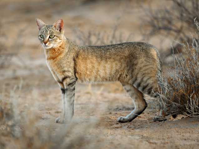 أ Le Sanglier Present Dans Le Nord De L Algerie Le Long De La Zone Cotiere Jusque Dans L Atlas Saharien On Le Rencontre Surtout Dans Les Zones Humides Pres Des Oueds