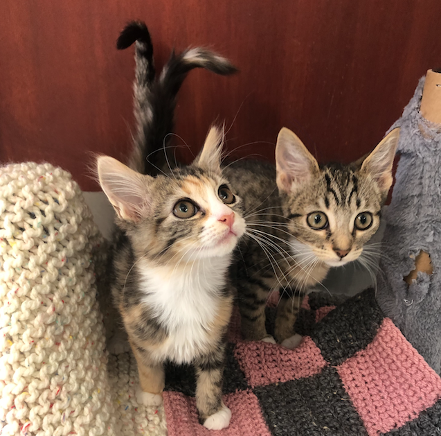 NCLDogCatSheltr's tweet photo. We have had a huge number of kittens arrive into our care recently &amp; we are low on kitten food in jelly (jelly is the best for their tummies!)

We aren't able to accept donations of kitten food at the shelter due to restrictions, we do have donation bins in  local supermarkets... https://t.co/PTJSOCWTED