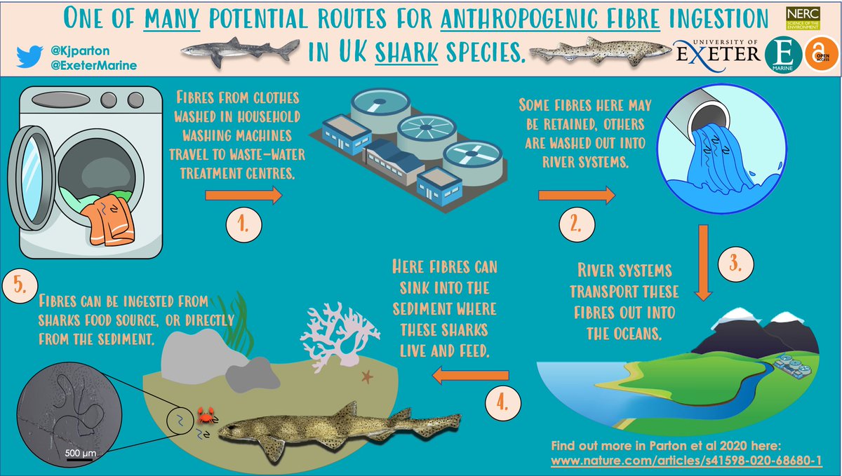 KjParton's tweet photo. Did you miss our #infographic yesterday? #Fibres released from the washing of clothing are one of MANY potential routes for their subsequent ingestion by UK #shark species - Pls LIKE &amp; RT! Our #OpenAccess paper is available here: https://t.co/VRk36MDs0i 🦈🦈 https://t.co/muG1p7nfDF