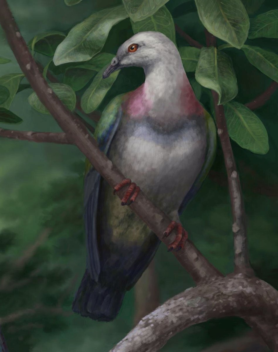 a_london_pigeon's tweet photo. SCIENCE: A giant fruit-eating bird from Tonga joins the Dodo in the lineup of giant island pigeons hunted to extinction.
#goodshortread
https://t.co/2RPfmnAx09
via @physorg_biology https://t.co/OMU3rEk7ke